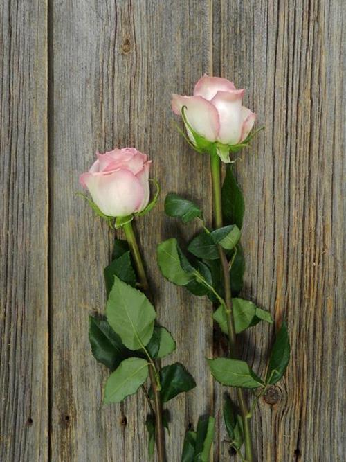 SWEET ELEGANCE  LIGHT PINK ROSES